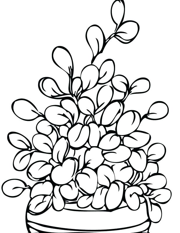 618x800 Coloring Pages Trees Plants And Flowers Packed With Best Tomato