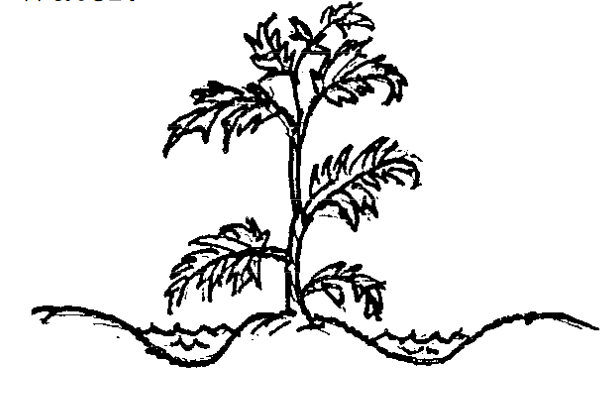 612x404 How To Water Tomato Plants