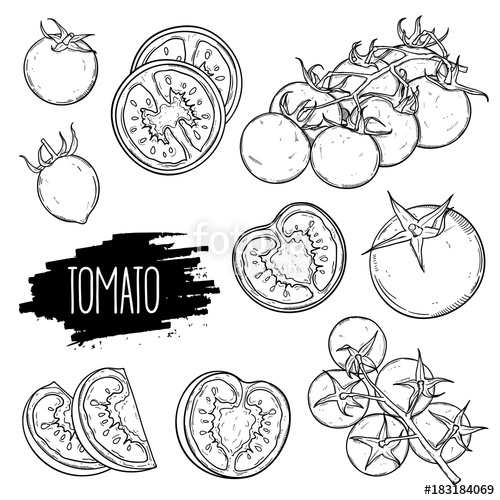 500x500 Hand Drawn Tomato Set. Tomatoes, Slices, Halves, Cherry Tomatoes