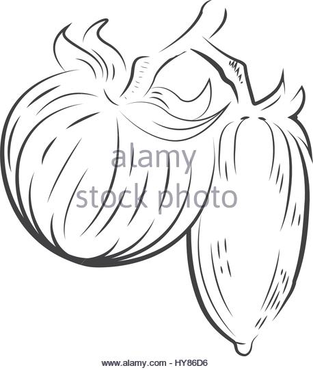 458x540 Tomato Plant Black And White Stock Photos Amp Images