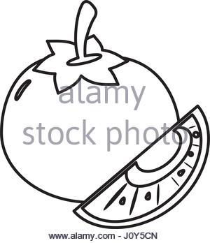 300x348 Drawing Of A Slice Of Tomato Stock Photo, Royalty Free Image