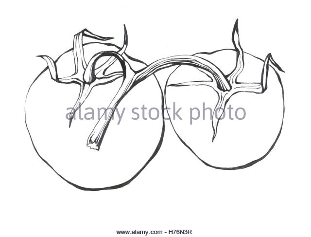 640x487 Tomato Drawing Vintage Stock Photos Amp Tomato Drawing Vintage Stock