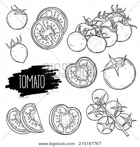 450x470 Hand Drawn Tomato Set. Tomatoes Vector Amp Photo Bigstock