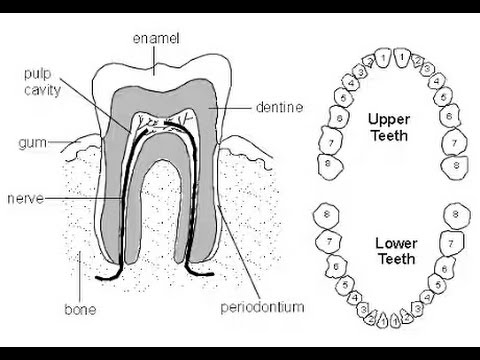 480x360 How Draw Teeth Diagram