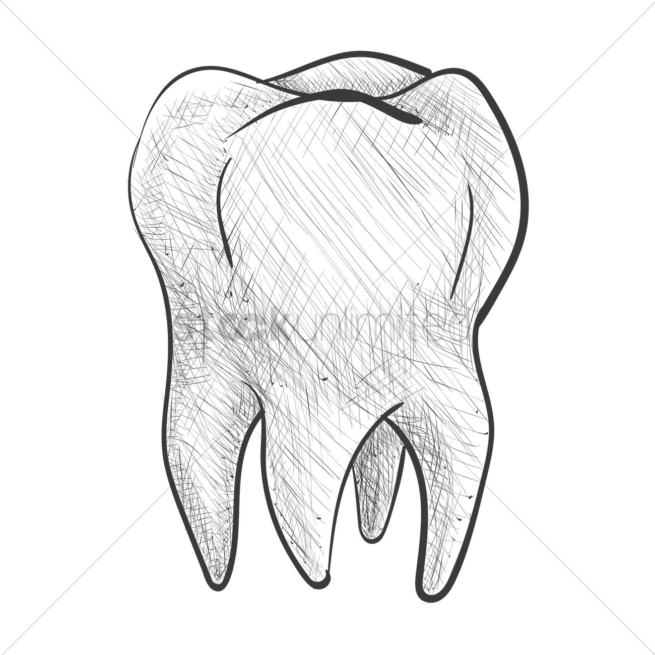 1300x1300 Tooth Vector Image