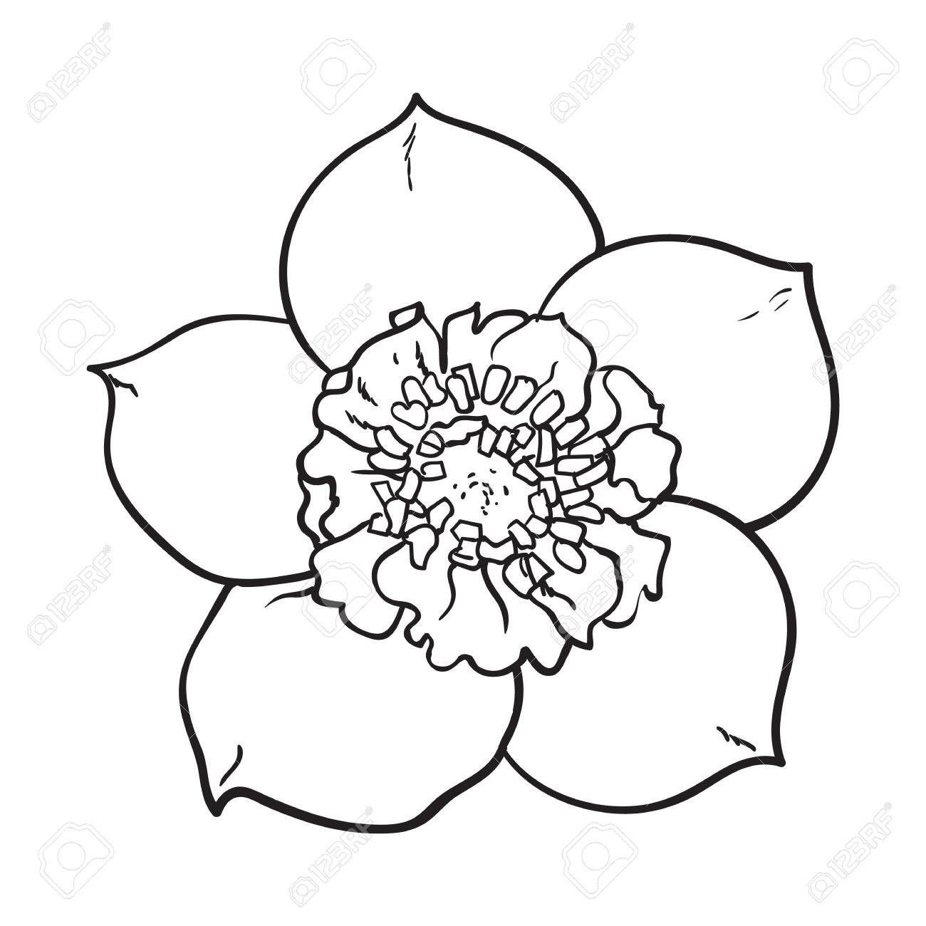1300x1300 Hellebore, Christmas Rose Single Flower, Top View, Sketch Style