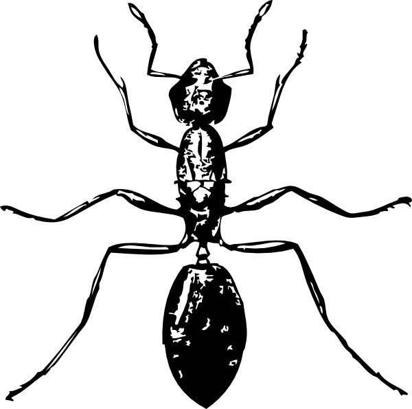 600x595 Ant Top View Drawing Clip Art