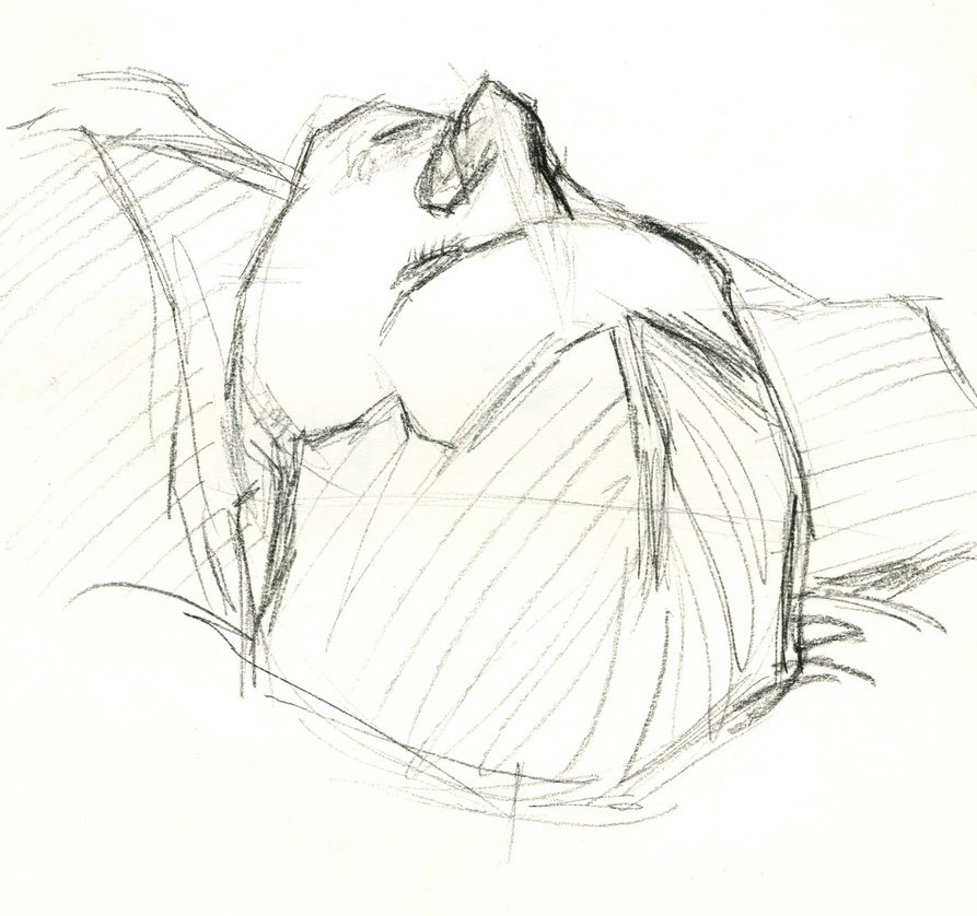 893x838 Life Drawing Top View Of Head By Mangachan