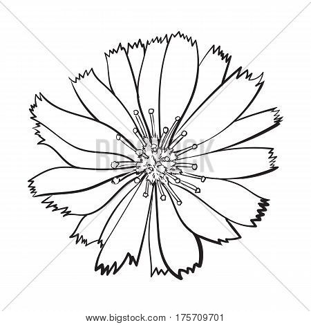 450x470 Open Black White Chicory Wild Vector Amp Photo Bigstock