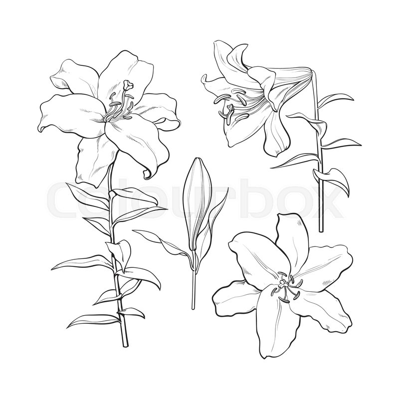 800x800 Set Of Hand Drawn White Lily Flowers In Side And Top View, Sketch