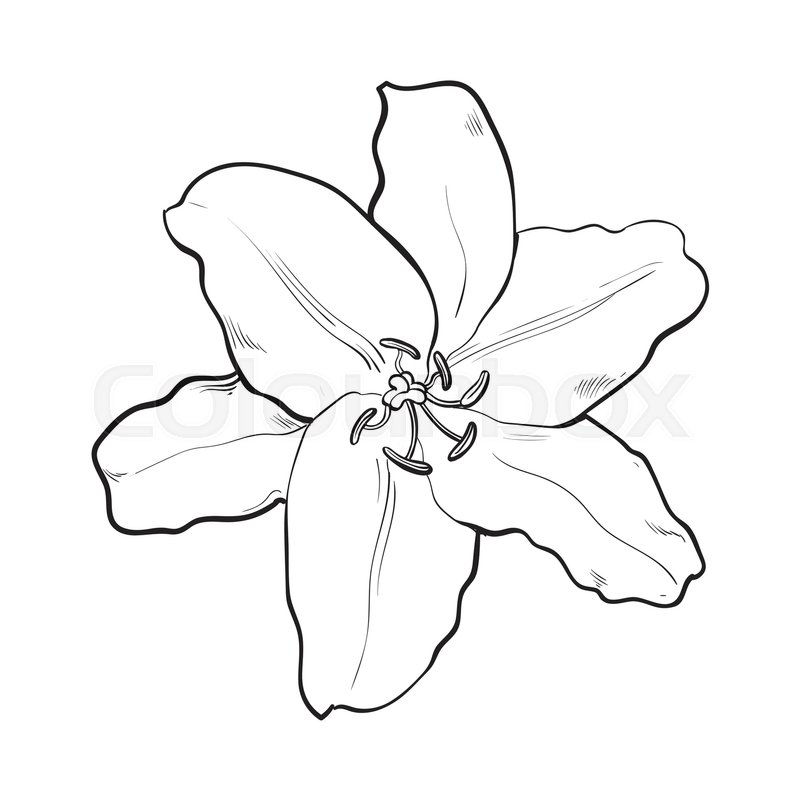 800x800 Single Hand Drawn White Lily Flower, Top View, Sketch Style Vector