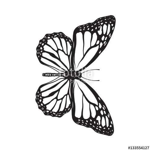 500x500 Top View Of Beautiful Monarch Butterfly, Sketch Illustration