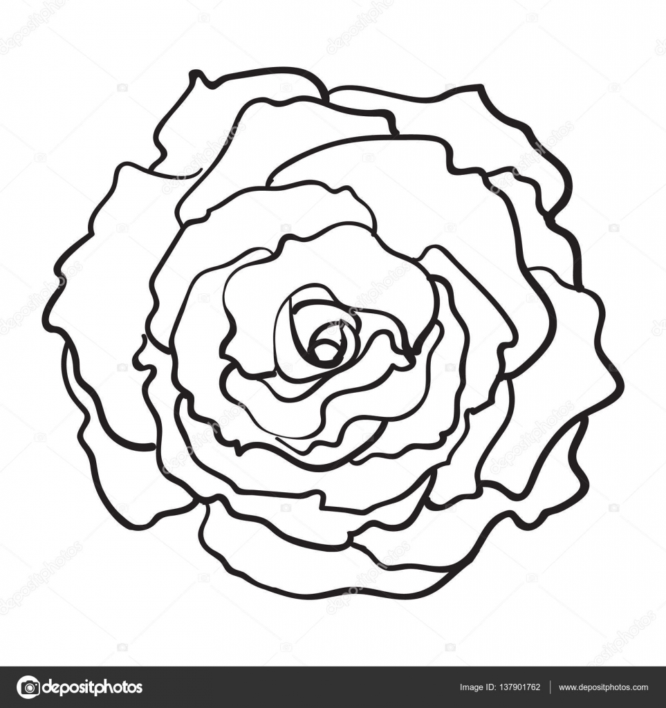 963x1024 Deep Contour Rose, Top View Isolated Sketch Vector Illustration
