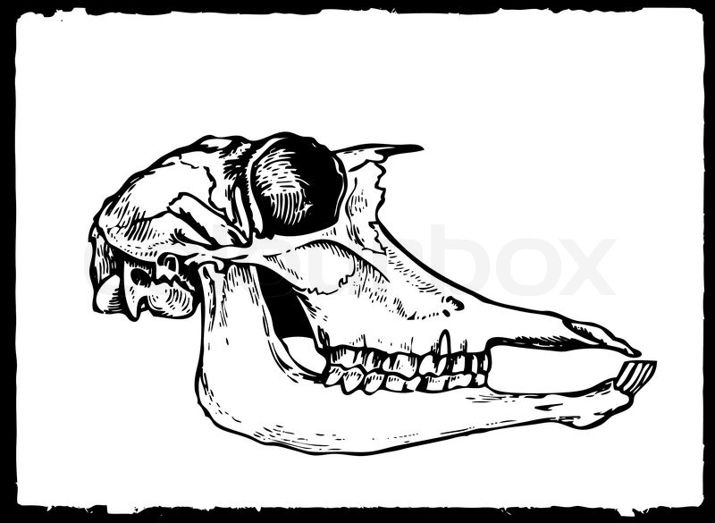 800x585 Vector Drawing Skull On White Paper Stock Vector Colourbox