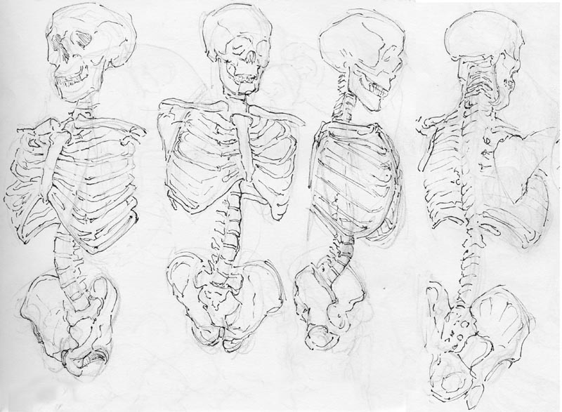 800x587 Anatomical Skeleton Study By Eyeclaudius