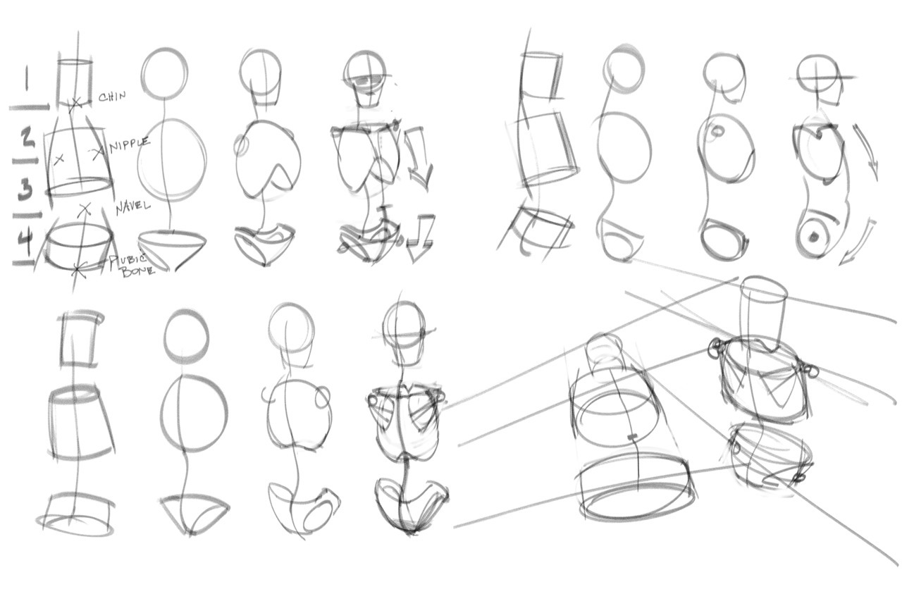 Torso Anatomy Drawing at GetDrawings | Free download