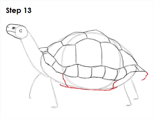 500x386 How To Draw A Tortoise