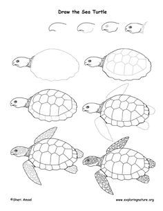 236x305 Image Result For Line Art Turtle Turtles Turtle