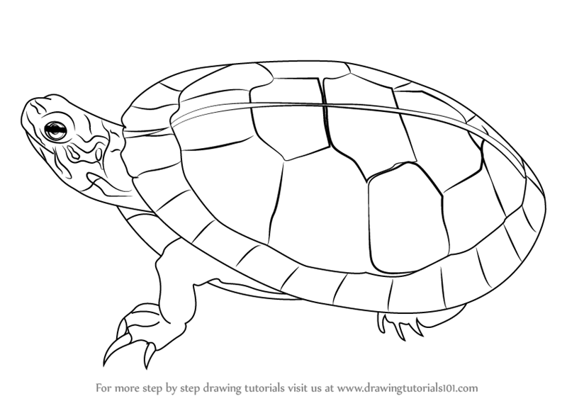 Tortoise Drawing at GetDrawings | Free download