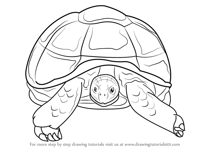 800x566 Learn How To Draw An African Spurred Tortoise (Other Animals) Step