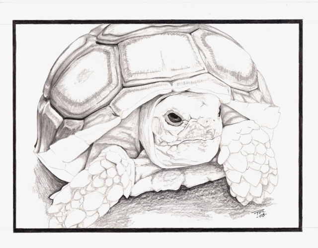 640x499 Sulcata Tortoise By Improbus Designs