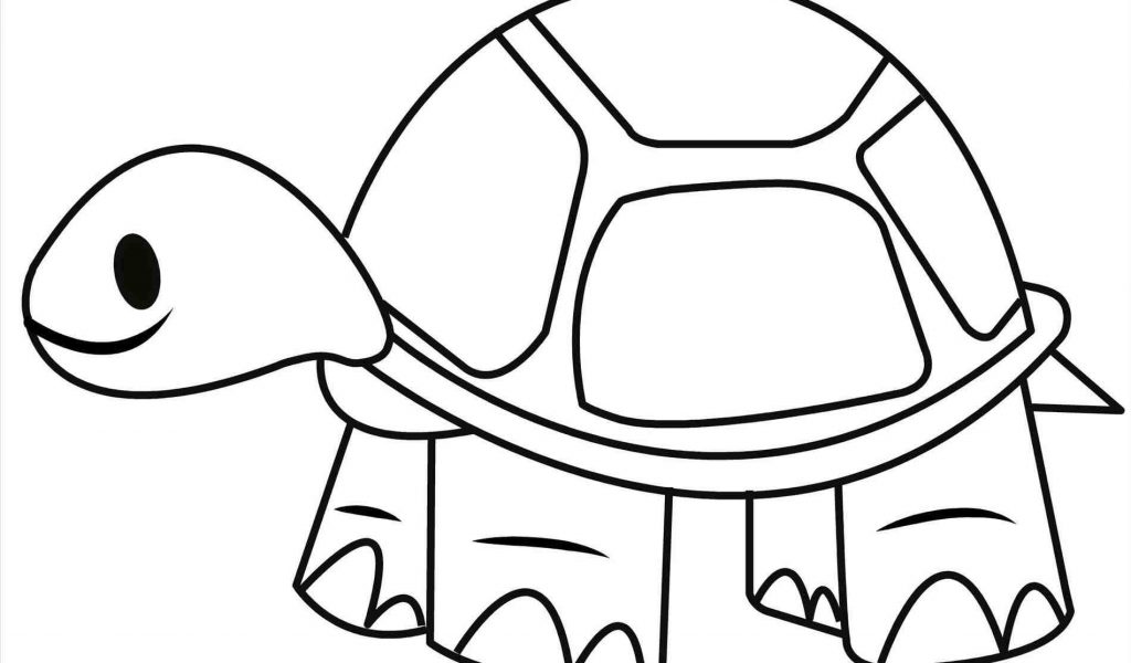 Tortoise Drawing at GetDrawings | Free download