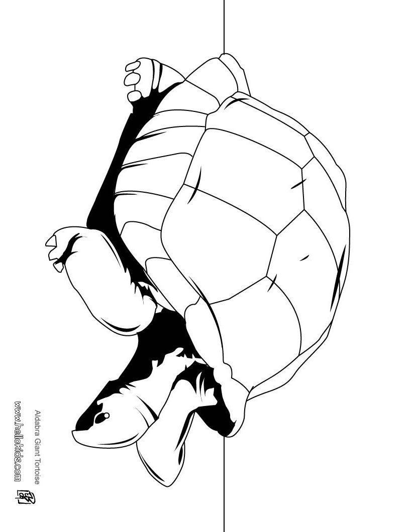 820x1060 Tortoise Coloring Pages, Videos For Kids, Drawing For Kids