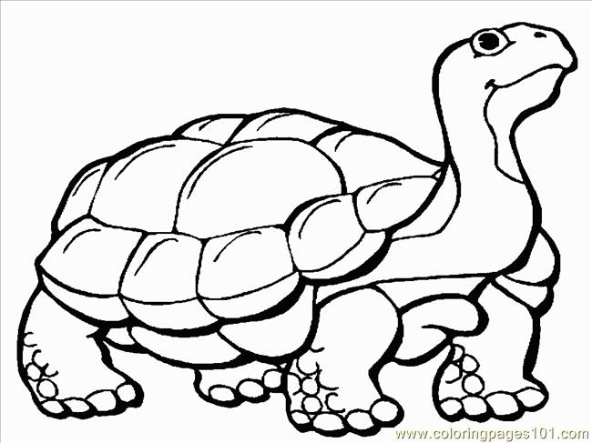 650x487 Tortoise 1 Coloring Page
