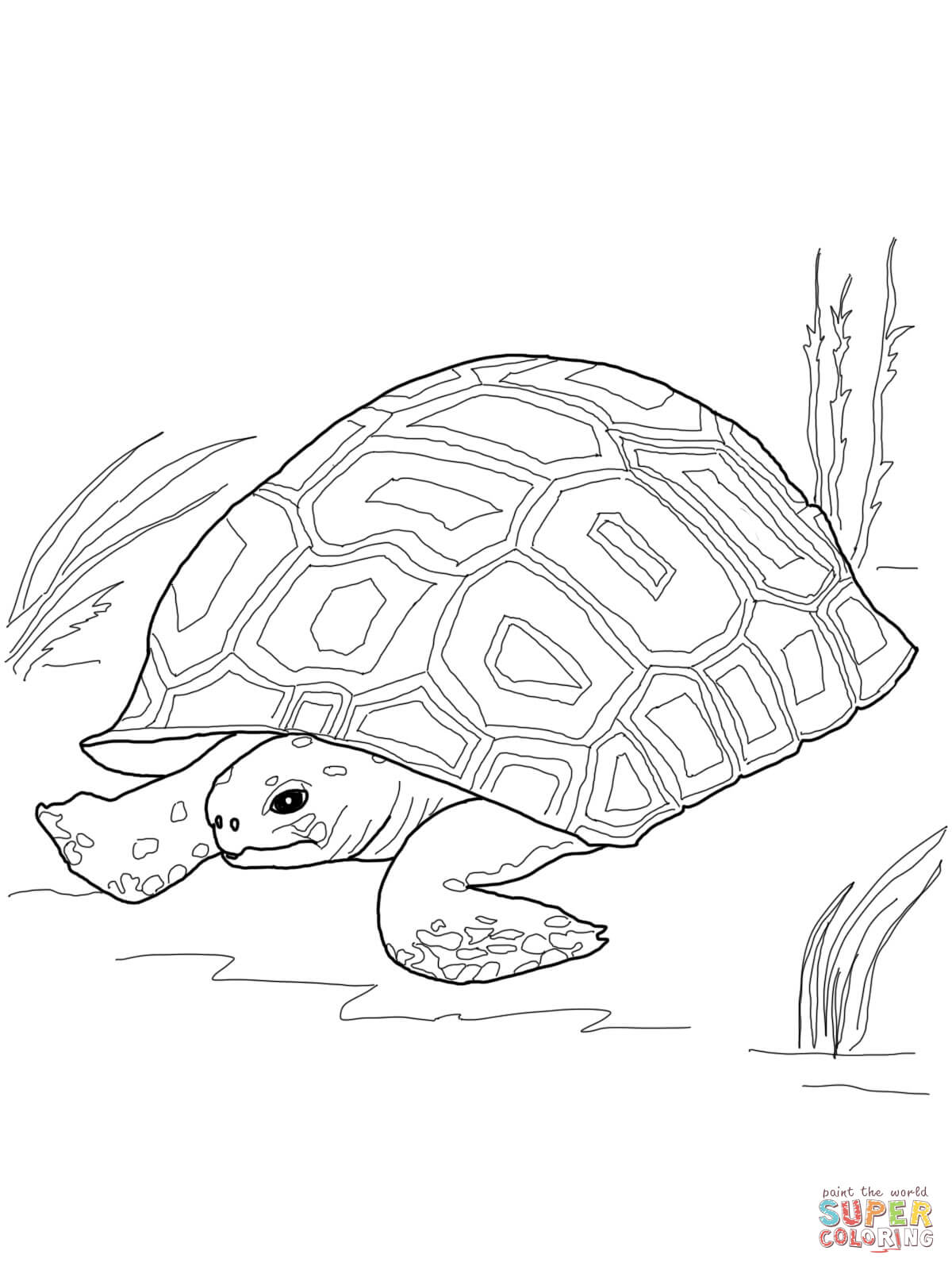1200x1600 Tortoise Coloring Pages