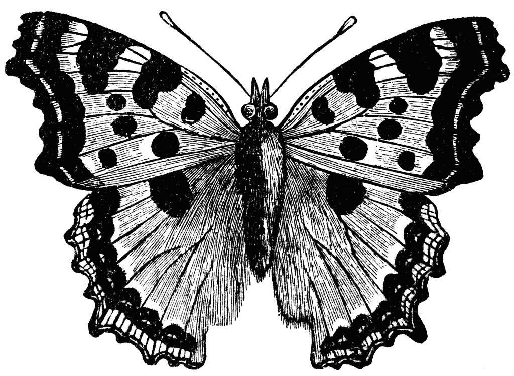 1024x749 Large Tortoise Shell Butterfly (Vanessa Polychloros) Clipart Etc