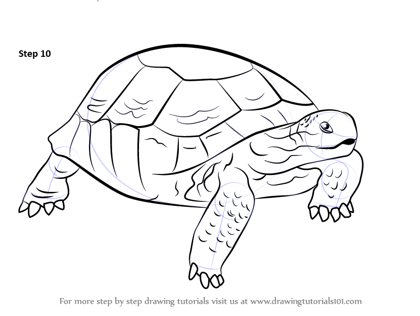843x634 Learn How To Draw A Desert Tortoise (Turtles And Tortoises) Step