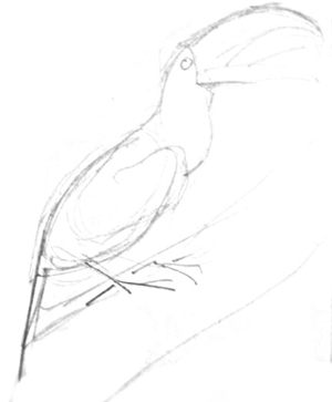 300x363 How To Draw A Toucan