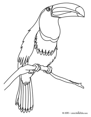 364x470 Toco Toucan Coloring Pages