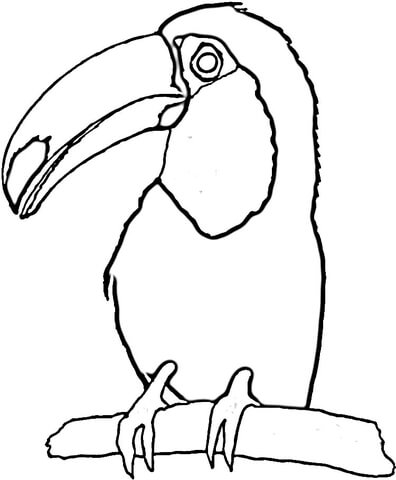 396x480 Toucan On The Tree Coloring Page Free Printable Coloring Pages