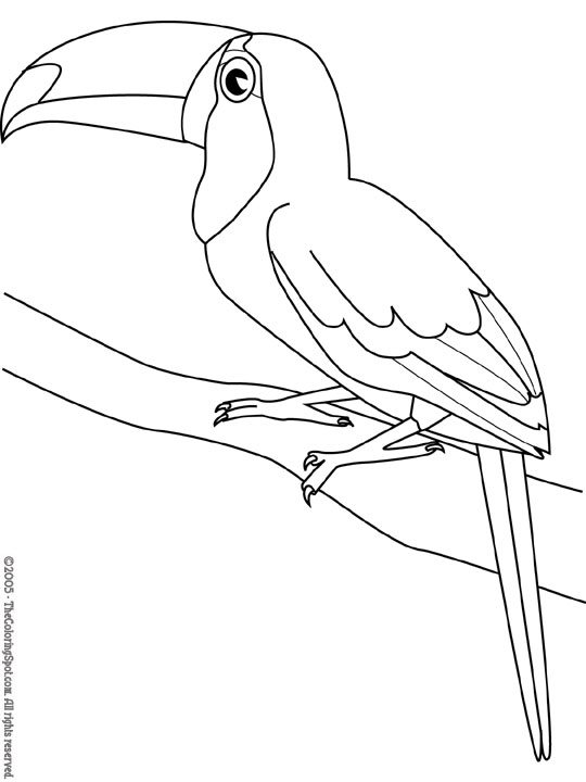 540x720 Coloriage Toucan Broderie Stenciling And Bird
