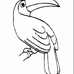 Download Toucan Bird Drawing at GetDrawings.com | Free for personal ...