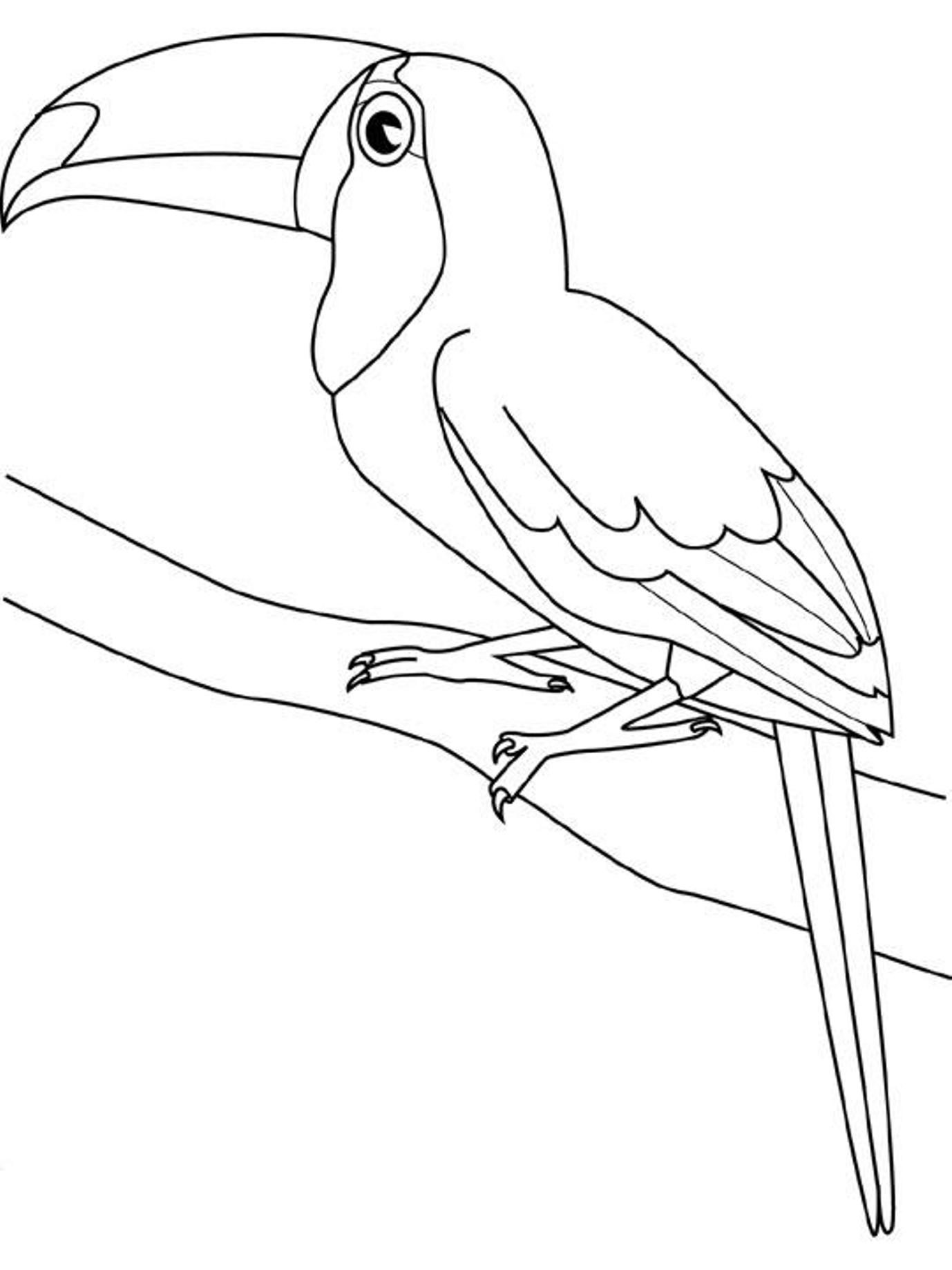 1378x1838 Toucan Coloring Page