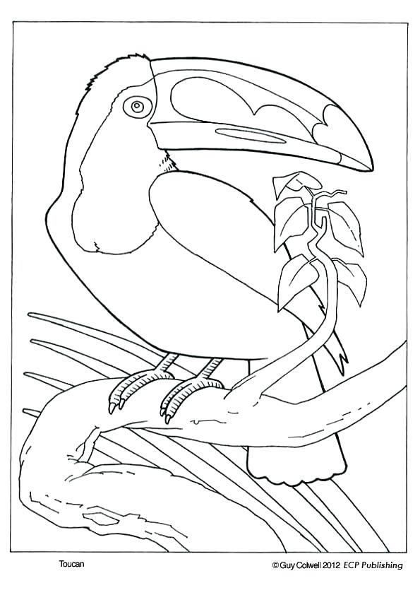 595x842 Toucan Coloring Pages To Print Umbrella Page The Best Coloring