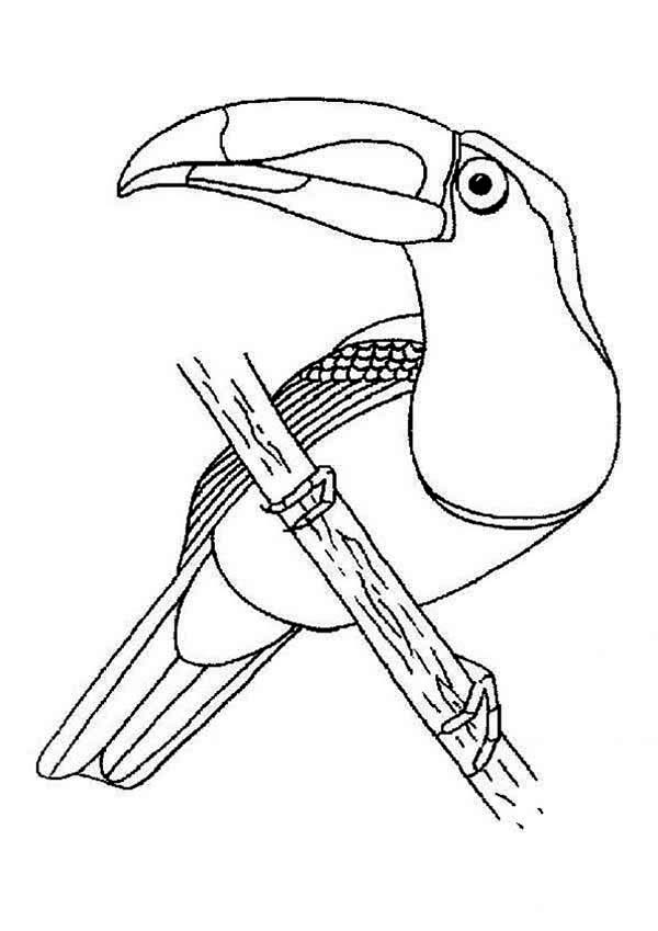 600x849 Toucan Posing Coloring Page Coloring Sun
