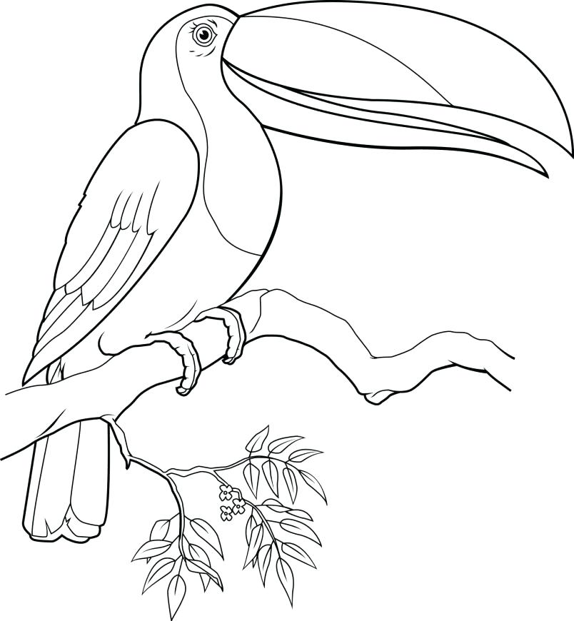 804x870 Cartoon Toucan Coloring Pages Umbrella Page