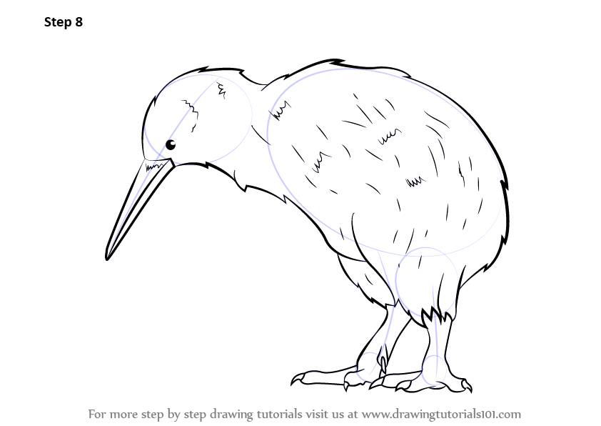842x596 Learn How To Draw A Kiwi (Birds) Step By Step Drawing Tutorials