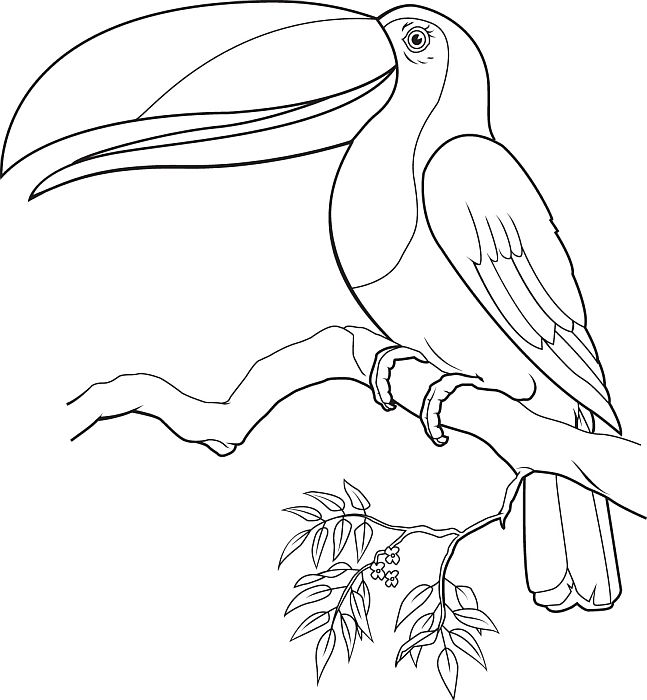 647x700 Toucan Coloring Pages Animals For Vbs Edit.indd Kids Coloring Pages