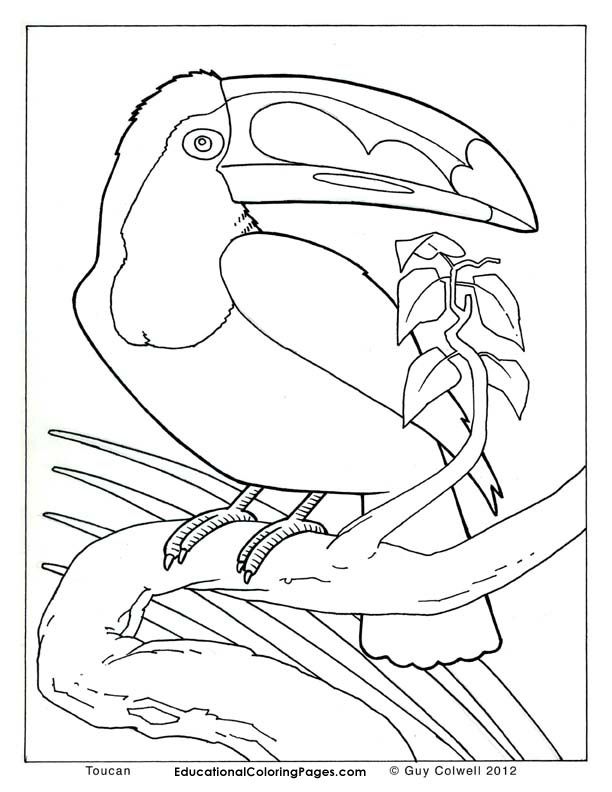 612x792 Toucan Coloring Pages, Birds Colouring Pages Colouring Pages