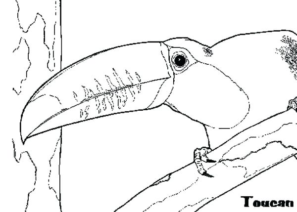 600x429 Good Toucan Coloring Page Image Sneaking Sun Pages Cartoon