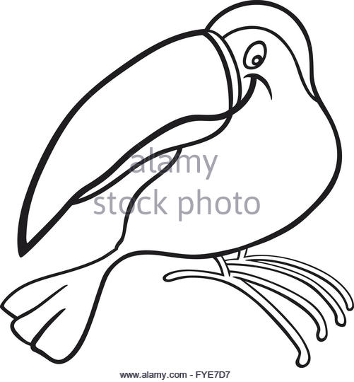 501x540 Toucan Black And White Stock Photos Amp Images