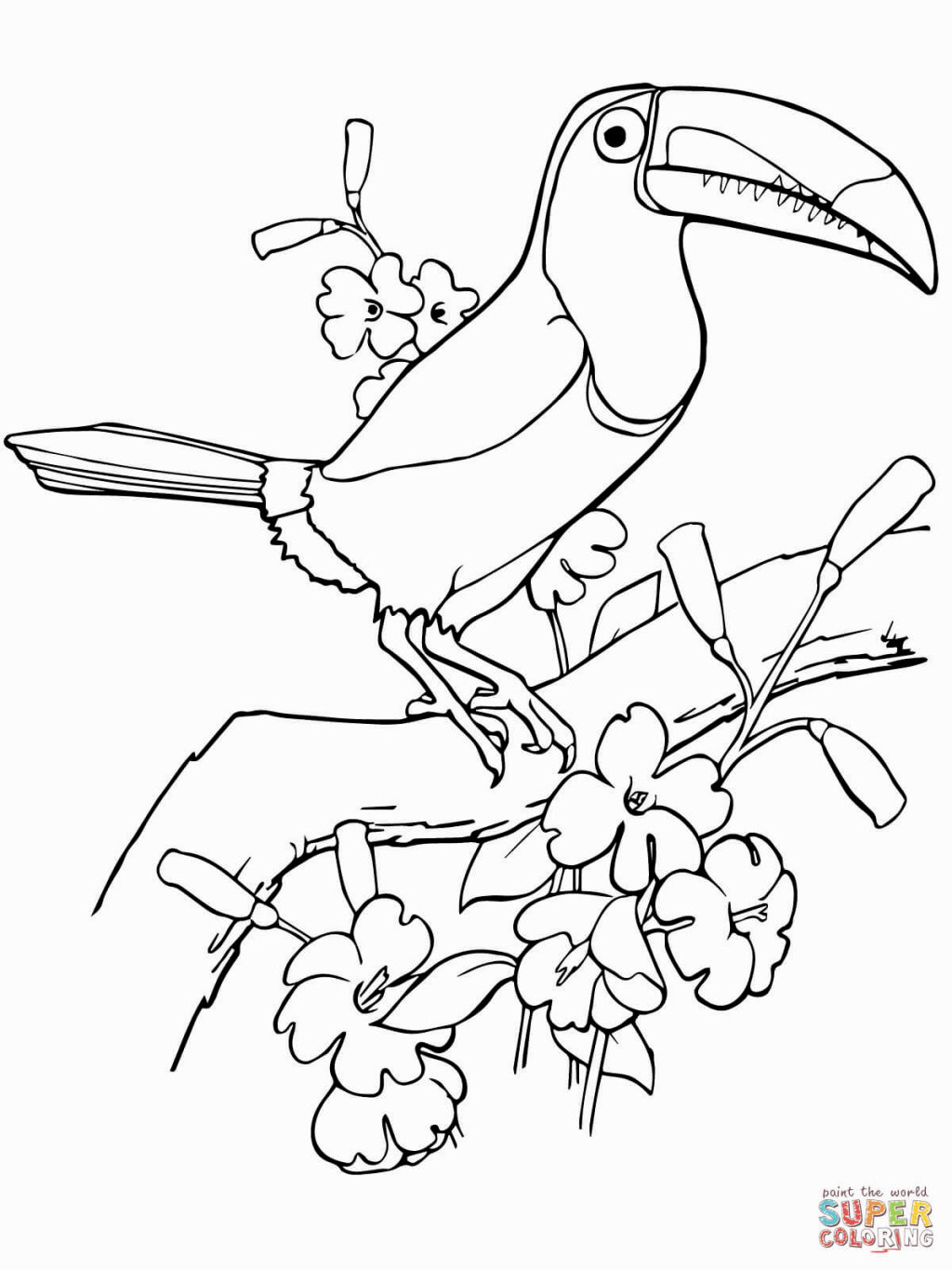 1024x1365 Toucan Coloring Page Patterns, Embroidery