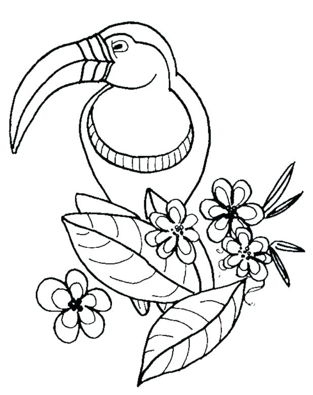 618x781 Toucan Coloring Page Toucans Coloring Pages For Kids Colouring