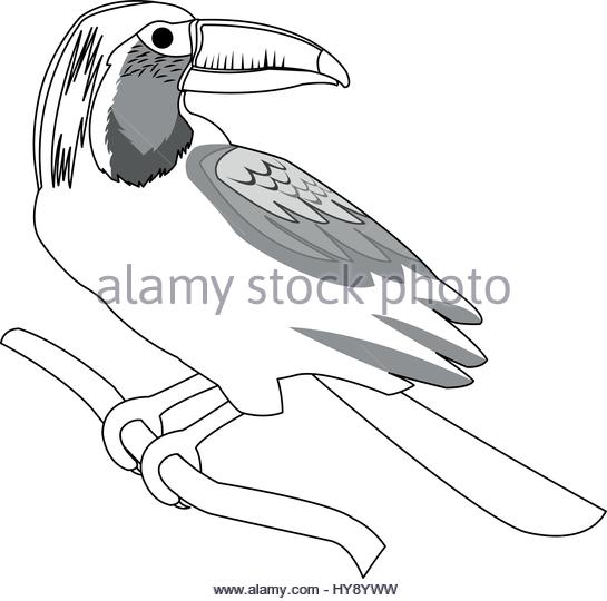545x540 Toucan Cut Out Stock Images Amp Pictures