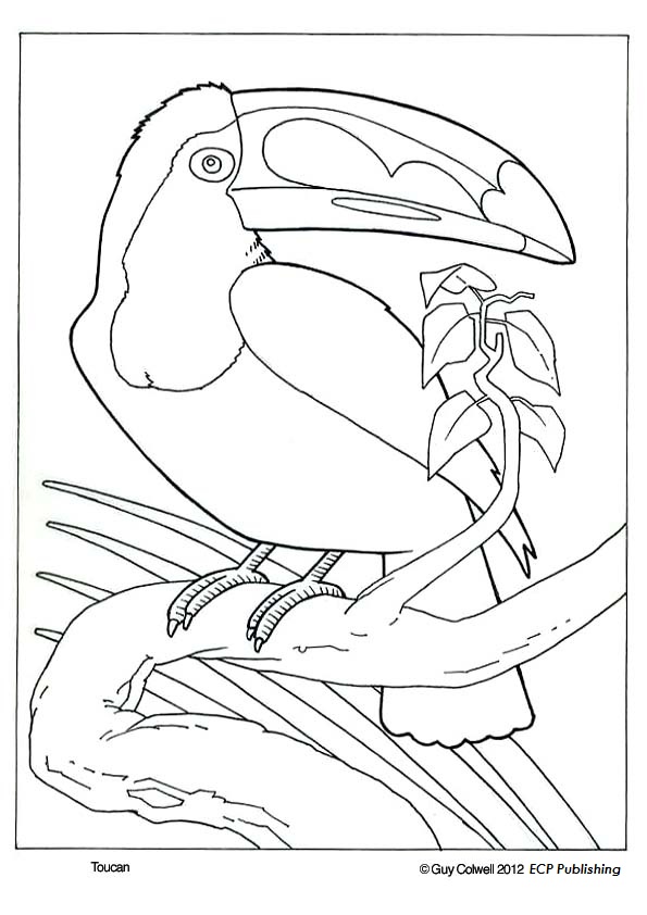 595x842 Toucan Coloring Pages, Bird Coloring Birds For Art