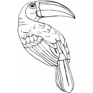 300x300 Free Rainforest Coloring Pages Toucan Coloring Picture Sheets